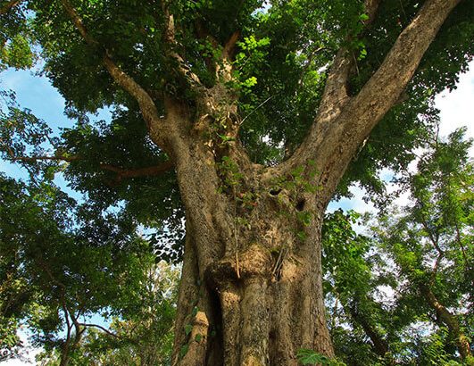 Narra Tree