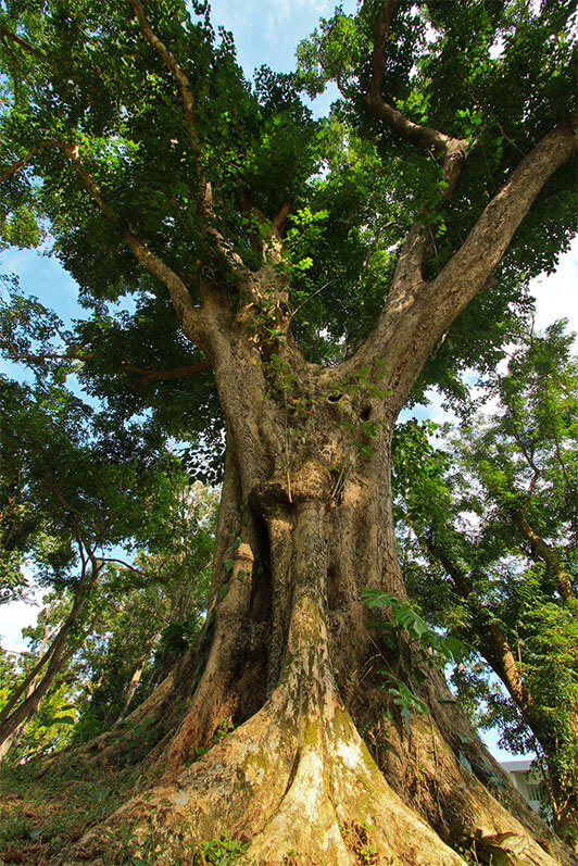 Narra Tree